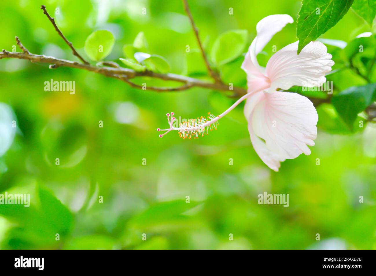 Chinese rose or Hibiscus or pink flower Stock Photo