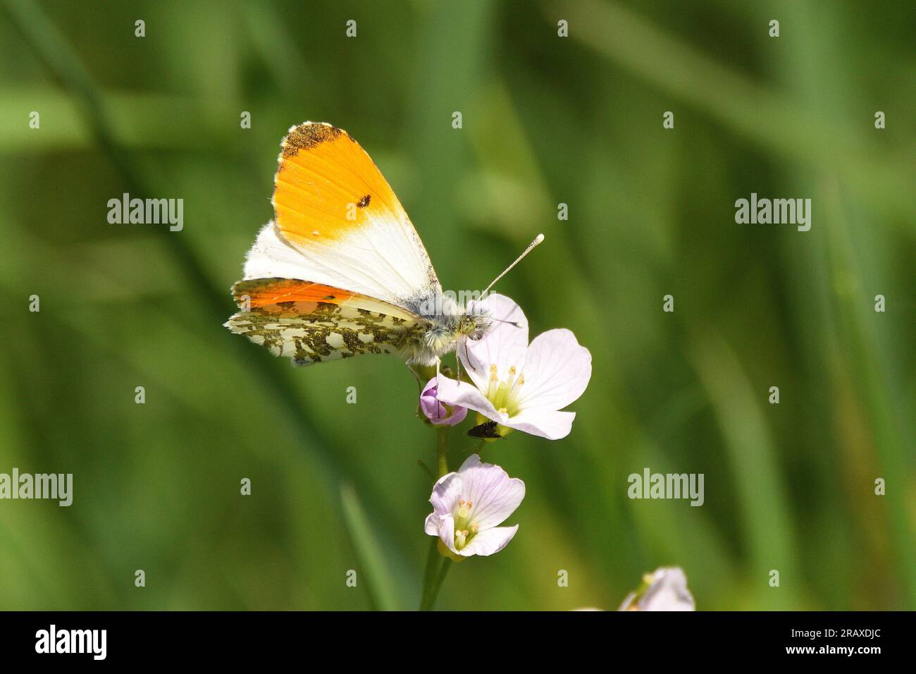 Orange-tip Butterfly feeding on a cuckoo flower plant. Hertfordshire, England, UK. Stock Photo
