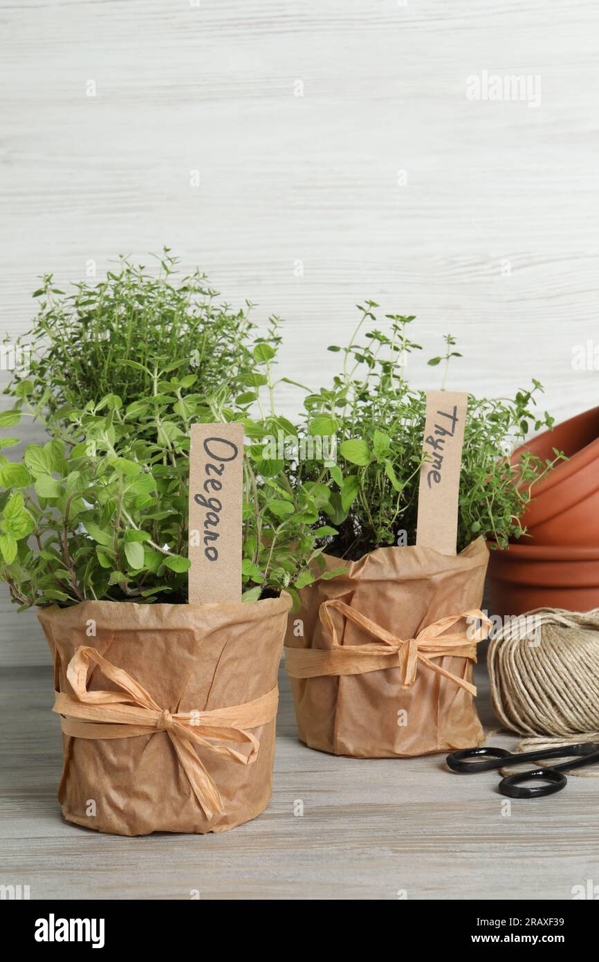 Different aromatic potted herbs and gardening tools on light wooden ...