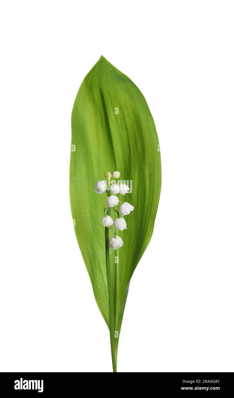Beautiful lily of the valley flower with green leaf on white background ...