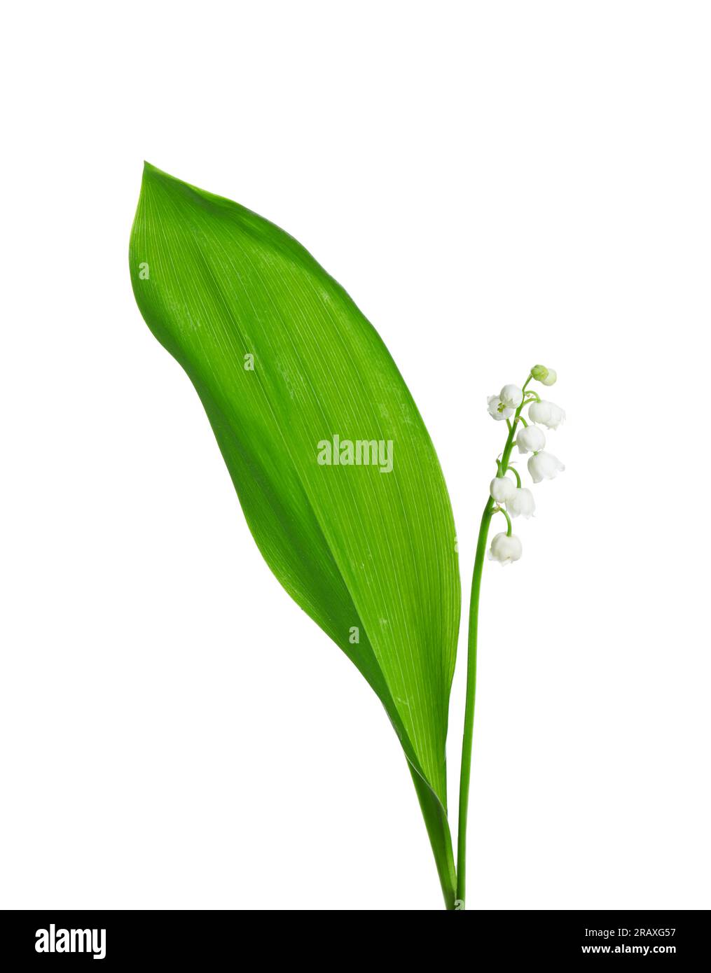 Beautiful lily of the valley flower with green leaf on white background ...