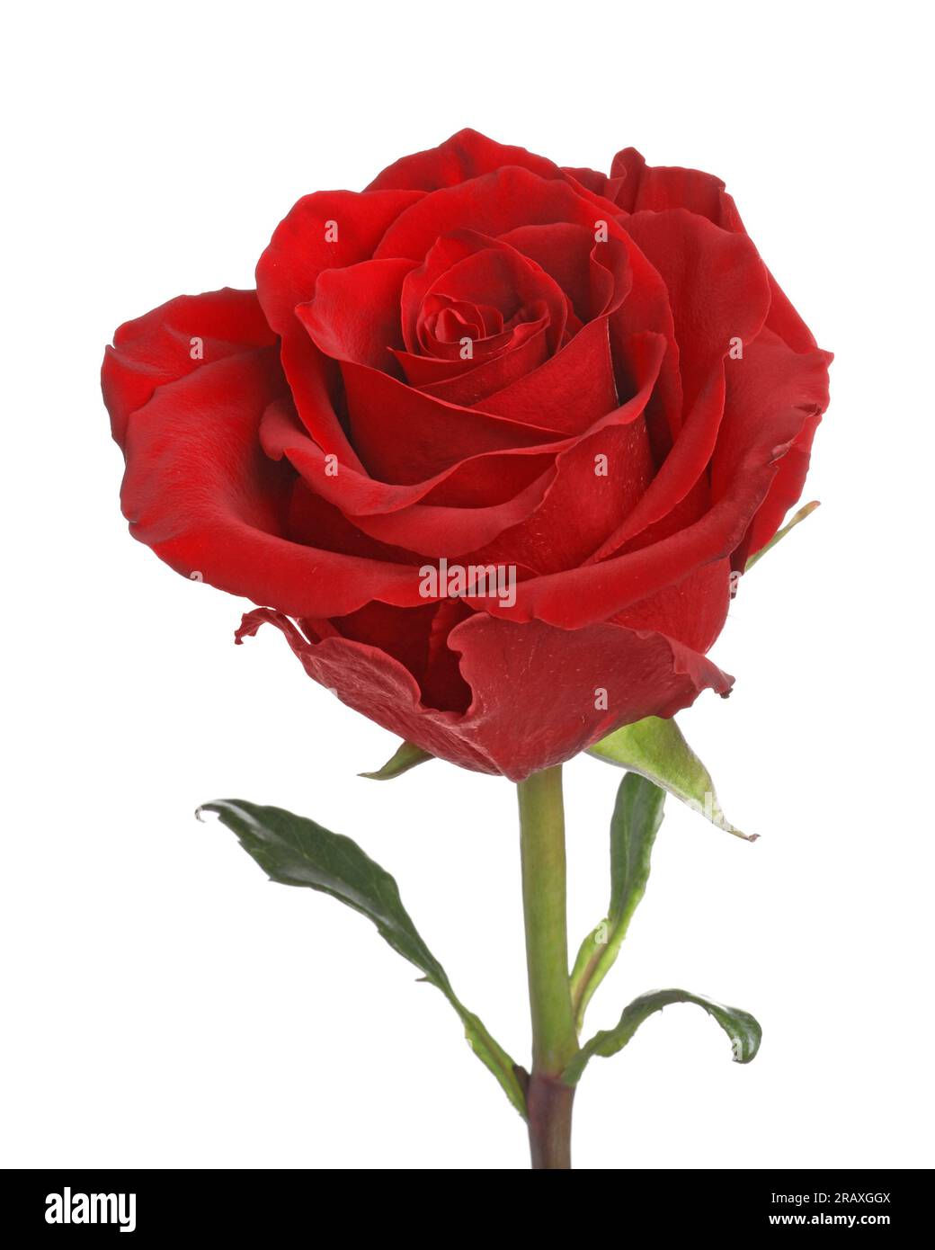 Beautiful fresh red rose isolated on white Stock Photo - Alamy
