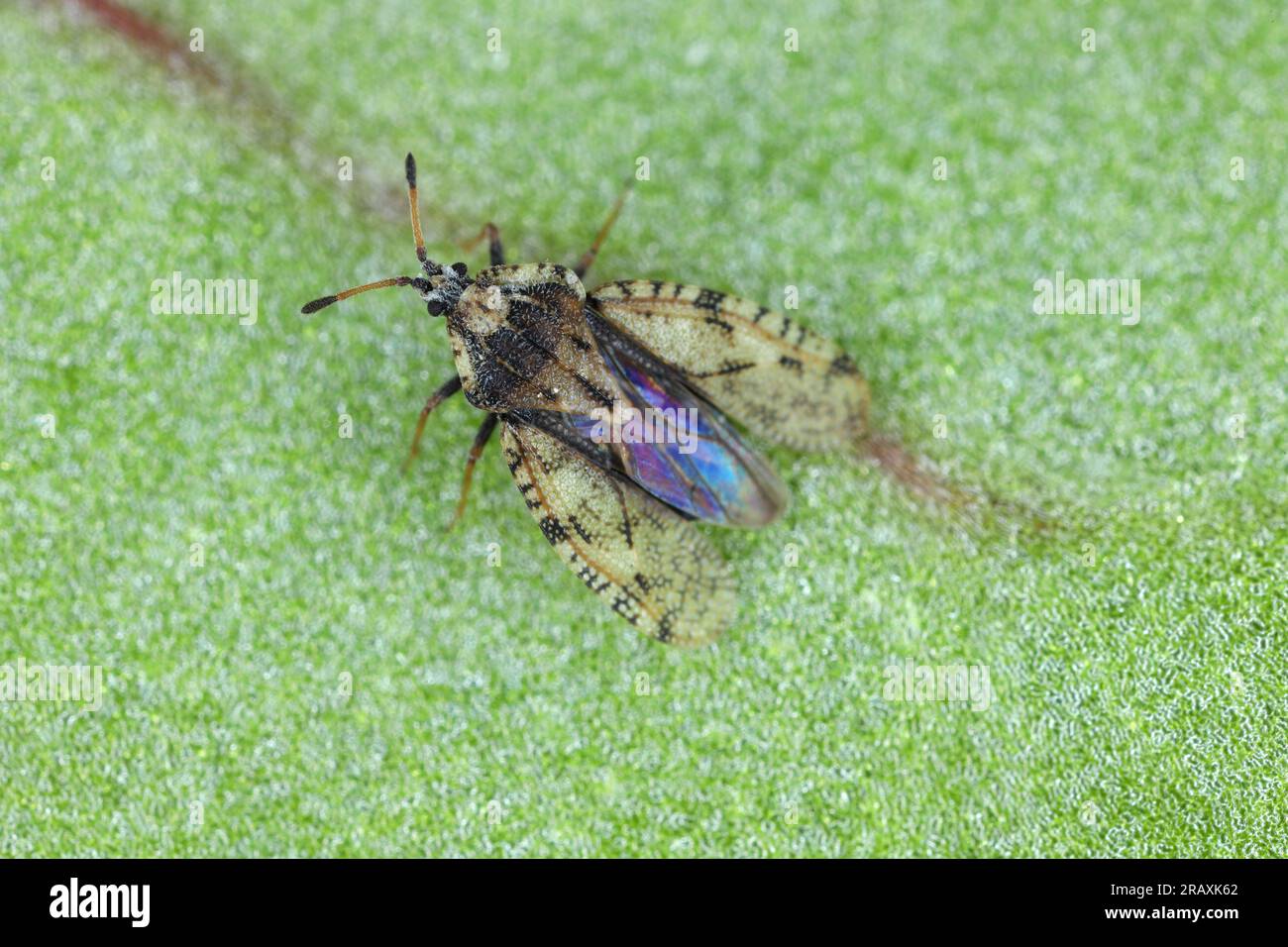 closeup on the grey-brown thistle plant parasite lacebug , Tingis cardui. Stock Photo