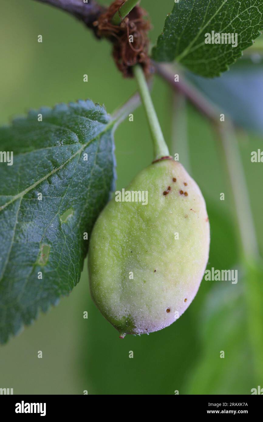 Pocket plum Taphrina pruni diseased misshapen plum fruit. Stock Photo