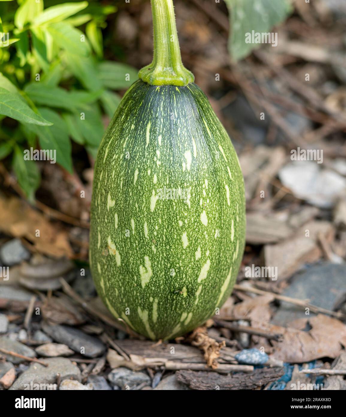 Small green pumpkin growing on a pumpkin plant in the garden. Selective focus with blurred background. Stock Photo