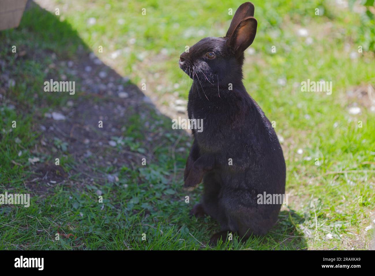photo of a black bunny Stock Photo - Alamy