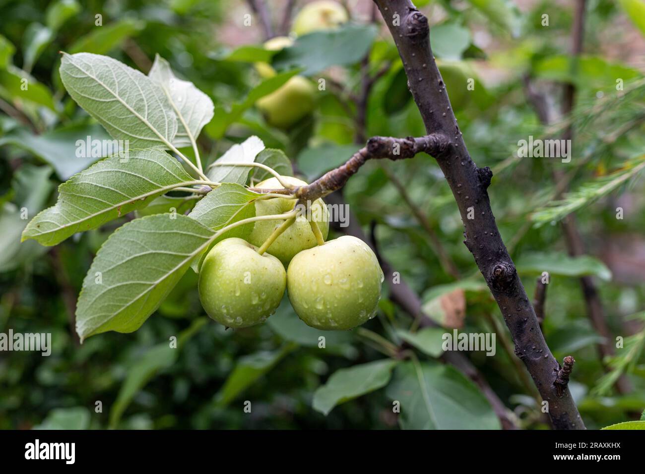 Unripe small apple growing on a fruit tree Stock Photo