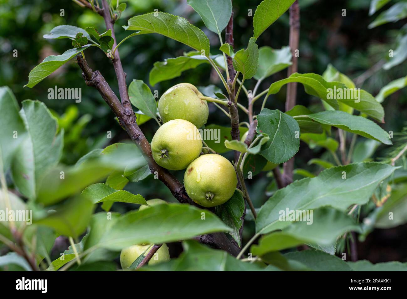 Young unripe apples on a branch of apple fruit tree in the orchard Stock Photo