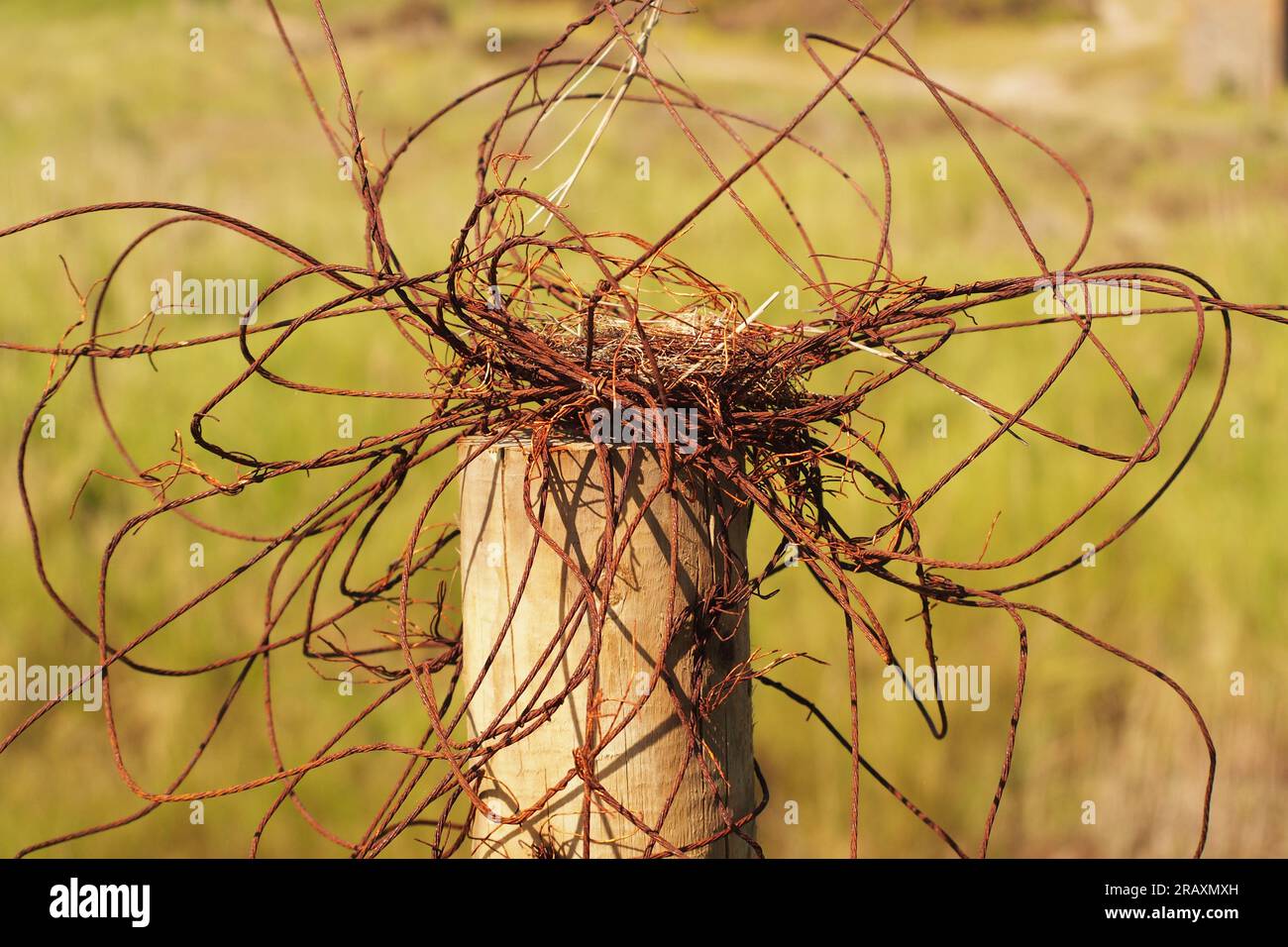 A jumble of unruly, old, rusty, fencing wire attached to a round wooden fence post with a grassy background Stock Photo