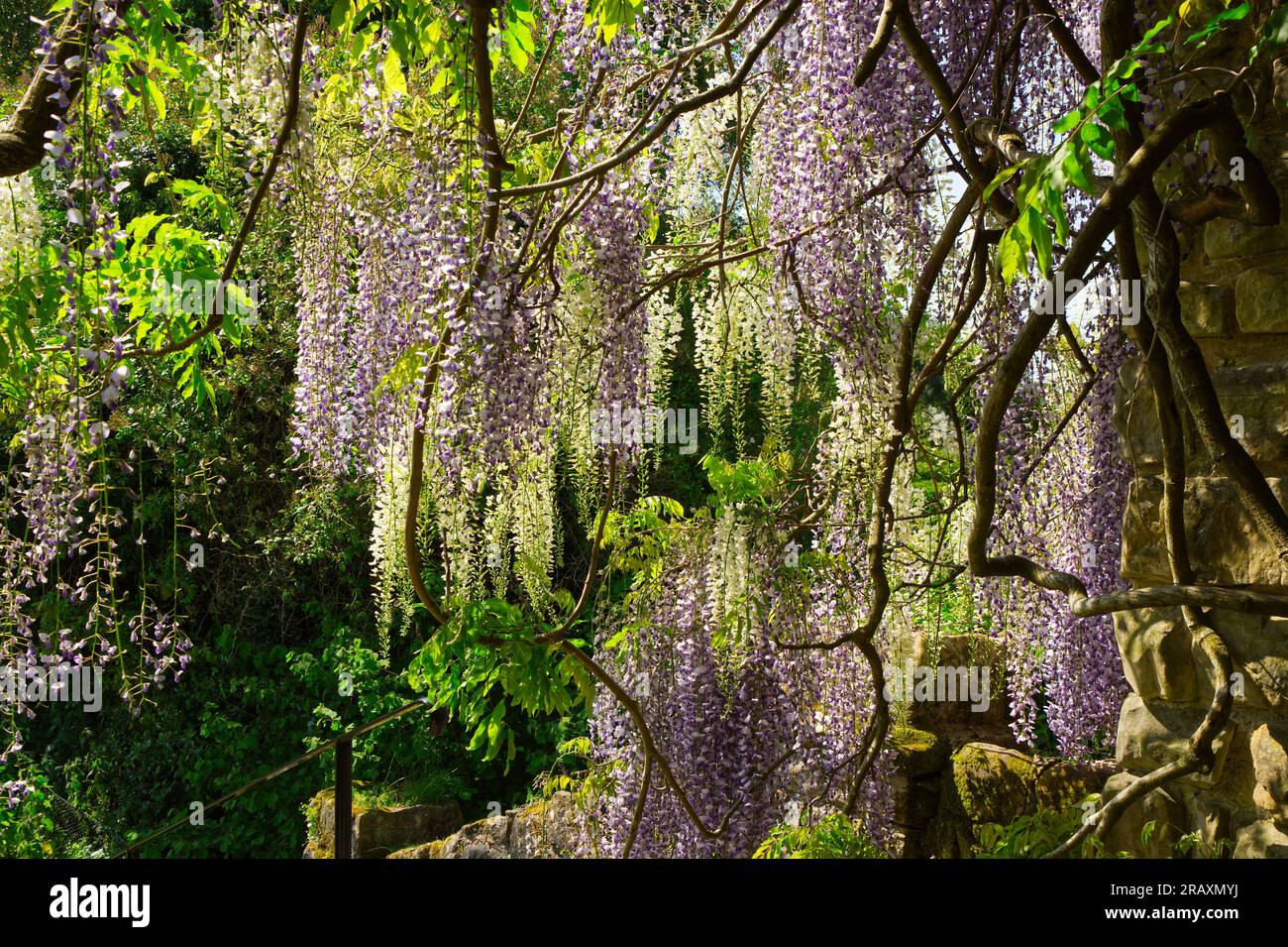 Wisteria plant in full bloom with the sun shining through from behind. Stock Photo
