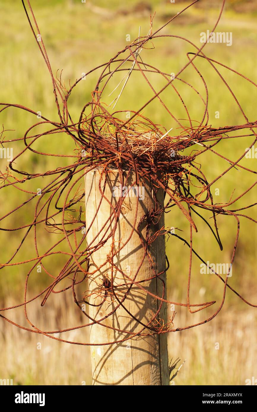 A jumble of unruly, old, rusty, fencing wire attached to a round wooden fence post with a grassy background Stock Photo