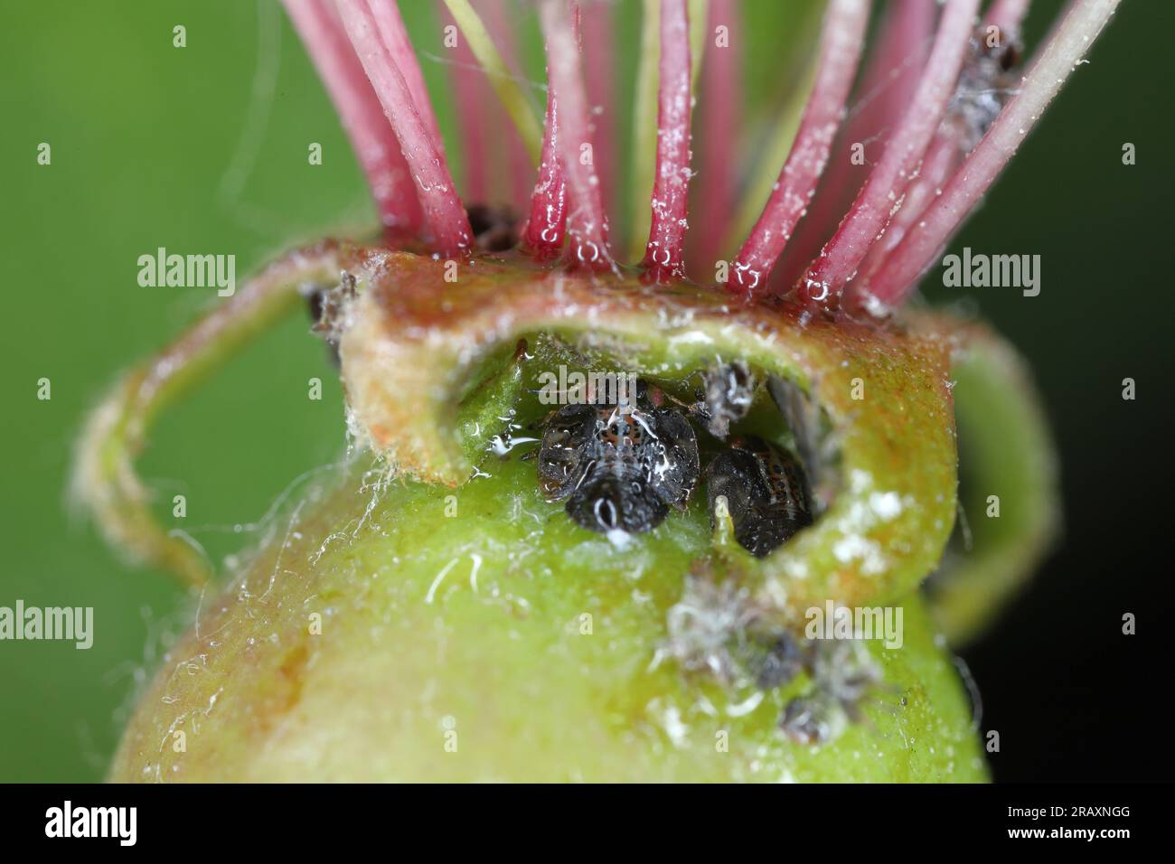 Pear sucker Cacopsylla pyricola crawler nymph on a pear young, unripe fruit. Stock Photo