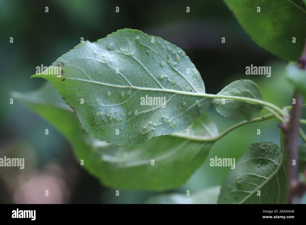 Galls, deformations on the leaf of apple trees caused by mites Eriophyoidea. Stock Photo