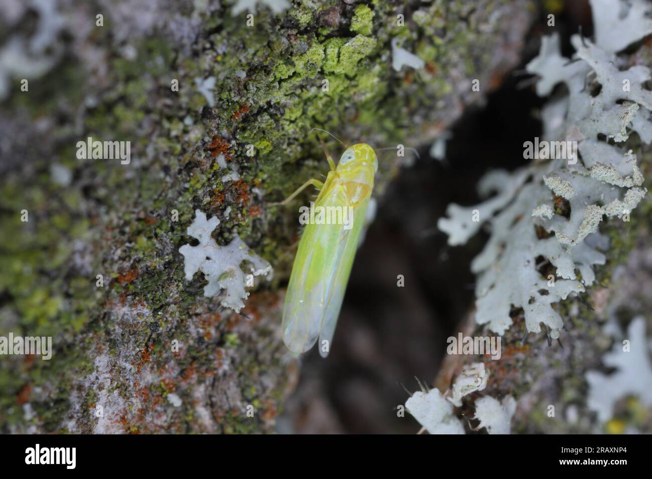 Extreme close up of a tiny leafhopper, empoasca species on bark, wood. Stock Photo