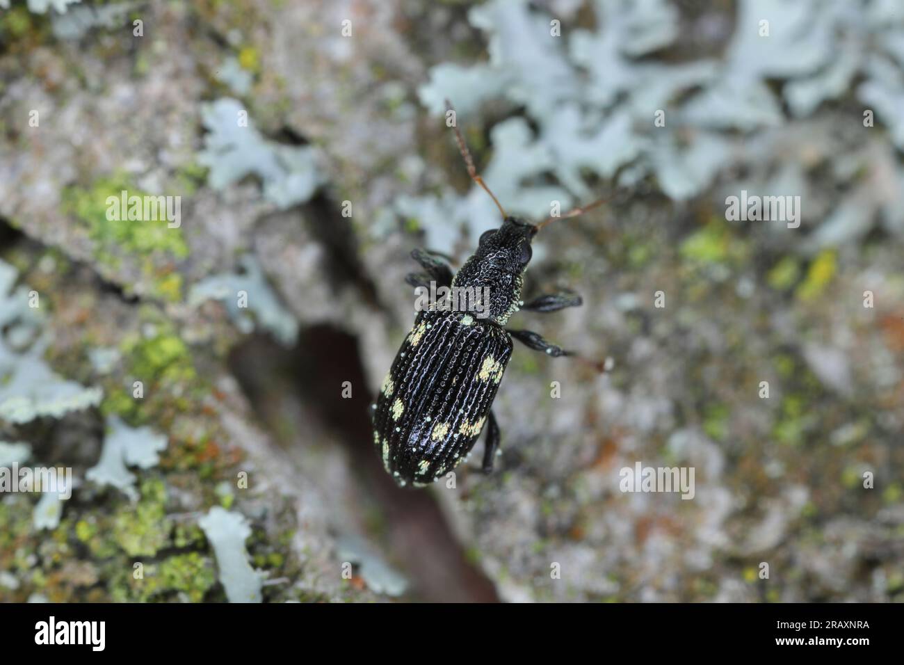 A tiny, common beetle of the family Curculionidae, weevils running on the bark of a tree. Stock Photo