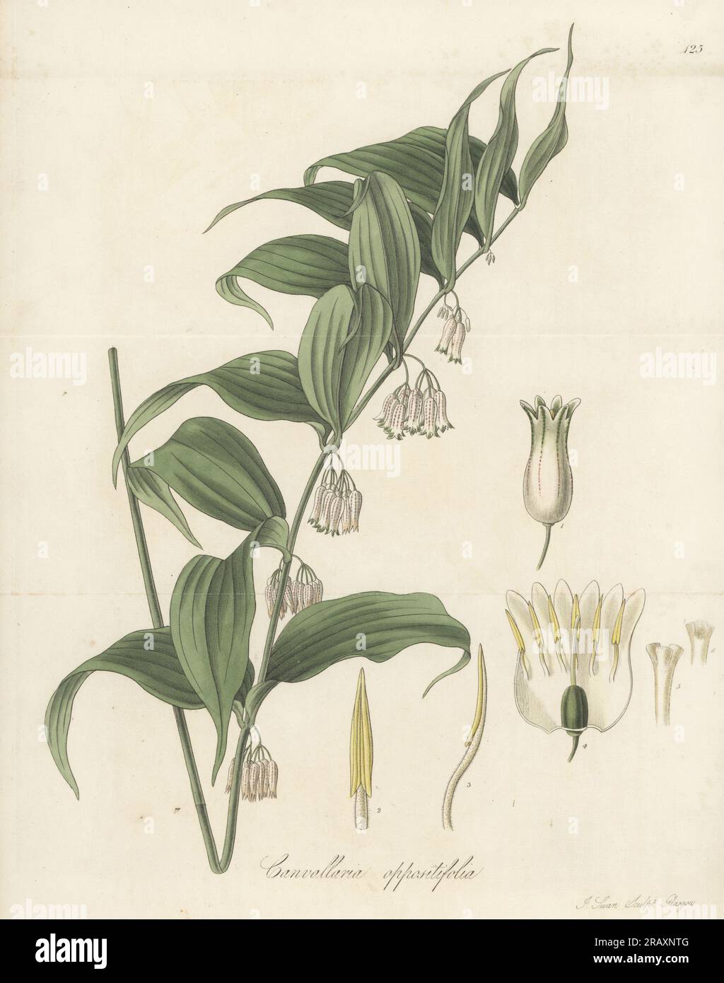 Solomon's Seal, Polygonatum oppositifolium. Sent from Nepal by Dr. Nathaniel Wallich to nurseryman George Loddiges in 1819. Opposite-leaved Solomon's Seal, Convallaria oppositifolia. Handcoloured copperplate engraving by Joseph Swan after a botanical illustration by William Jackson Hooker from his Exotic Flora, William Blackwood, Edinburgh, 1823-27. Stock Photo