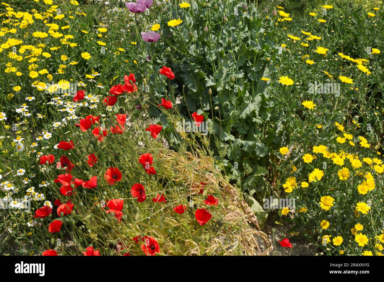 Wildflowers growing in west hi-res stock photography and images - Alamy