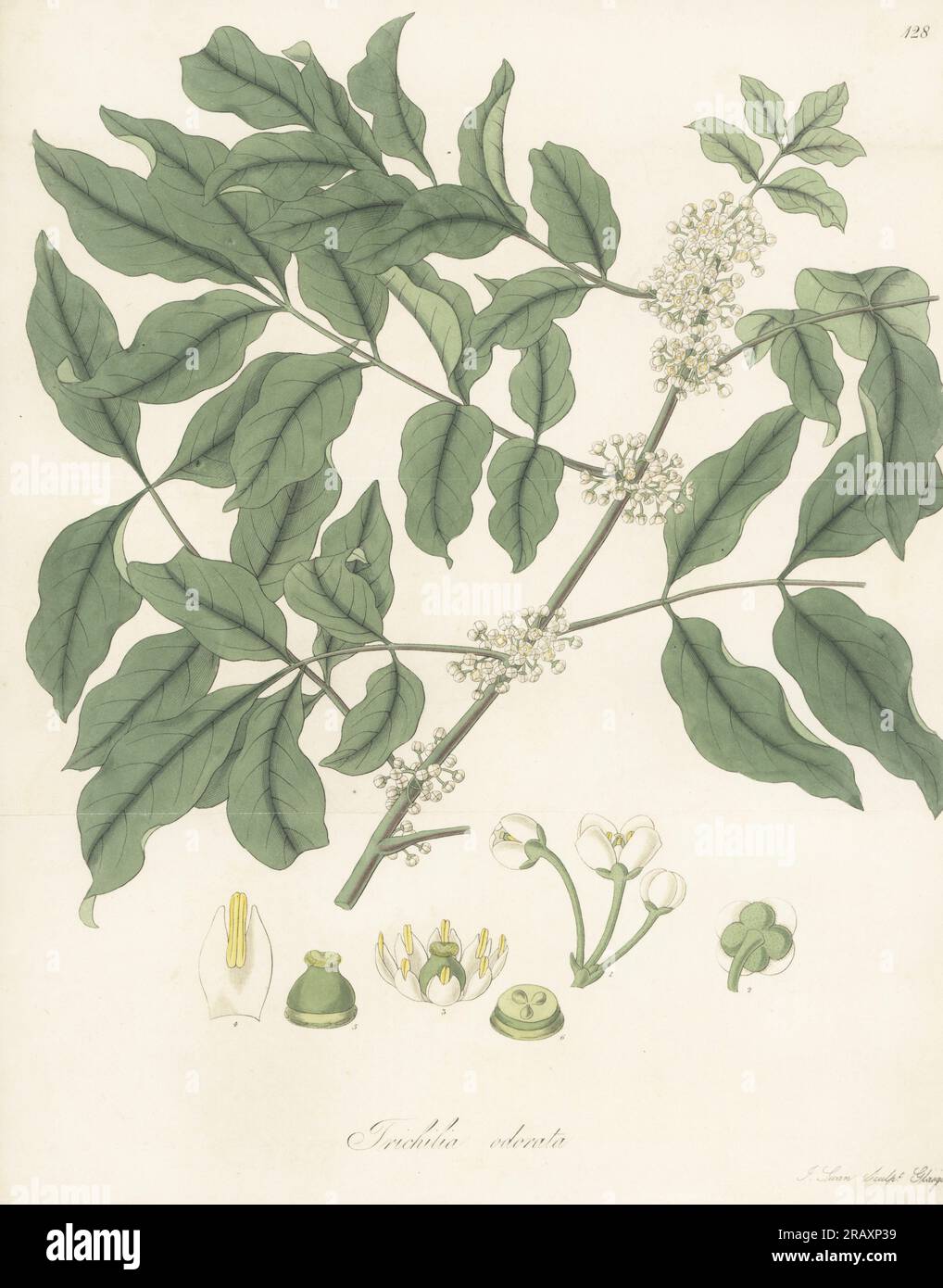 Palo de cuchara or limoncillo, Trichilia havanensis. Caribbean softwood plant sent to England from St Vincent by Scottish botanist Dr. Alexander Anderson. Sweet-scented trichilia, Trichilia odorata. Handcoloured copperplate engraving by Joseph Swan after a botanical illustration by William Jackson Hooker from his Exotic Flora, William Blackwood, Edinburgh, 1823-27. Stock Photo