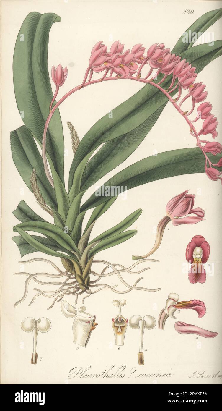 Rodriguezia lanceolata orchid. Native to the Caribbean, Central and South America, sent from Trinidad by Eduard Freiherr von Schack, Baron de Schack. Red-flowered pleurothallis, Pleurothallis coccinea. Handcoloured copperplate engraving by Joseph Swan after a botanical illustration by William Jackson Hooker from his Exotic Flora, William Blackwood, Edinburgh, 1823-27. Stock Photo
