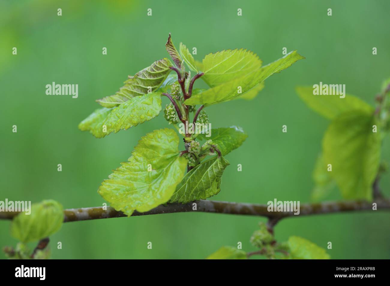 Young branch, white mulberry shoot with fruit buds. Morus alba. Stock Photo