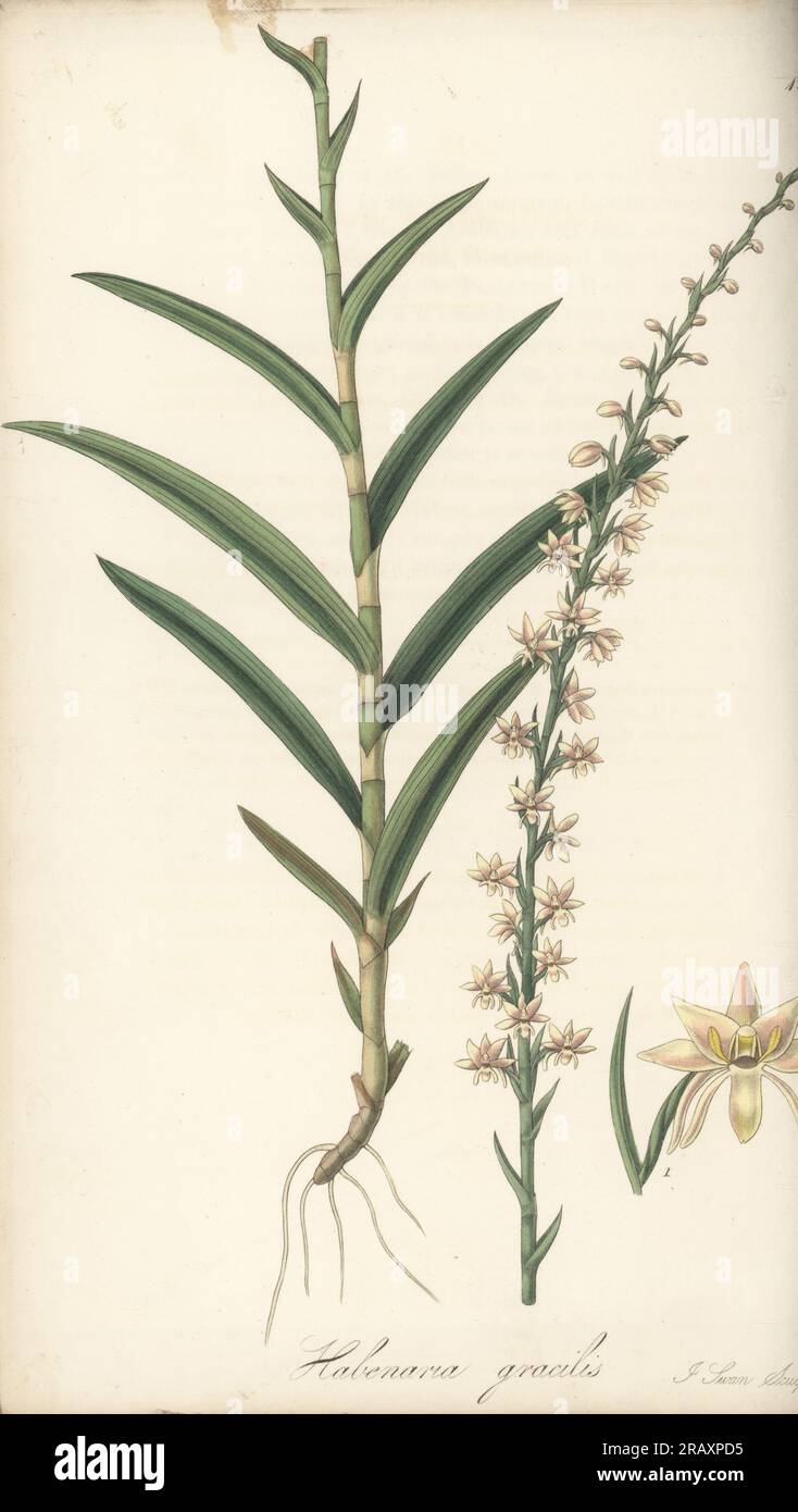 Slender habenaria orchid, Habenaria gracilis. Sent from Sylhet (Bangladesh) by English scholar and East India Company writer, Henry Thomas Colebrooke. Handcoloured copperplate engraving by Joseph Swan after a botanical illustration by William Jackson Hooker from his Exotic Flora, William Blackwood, Edinburgh, 1823-27. Stock Photo