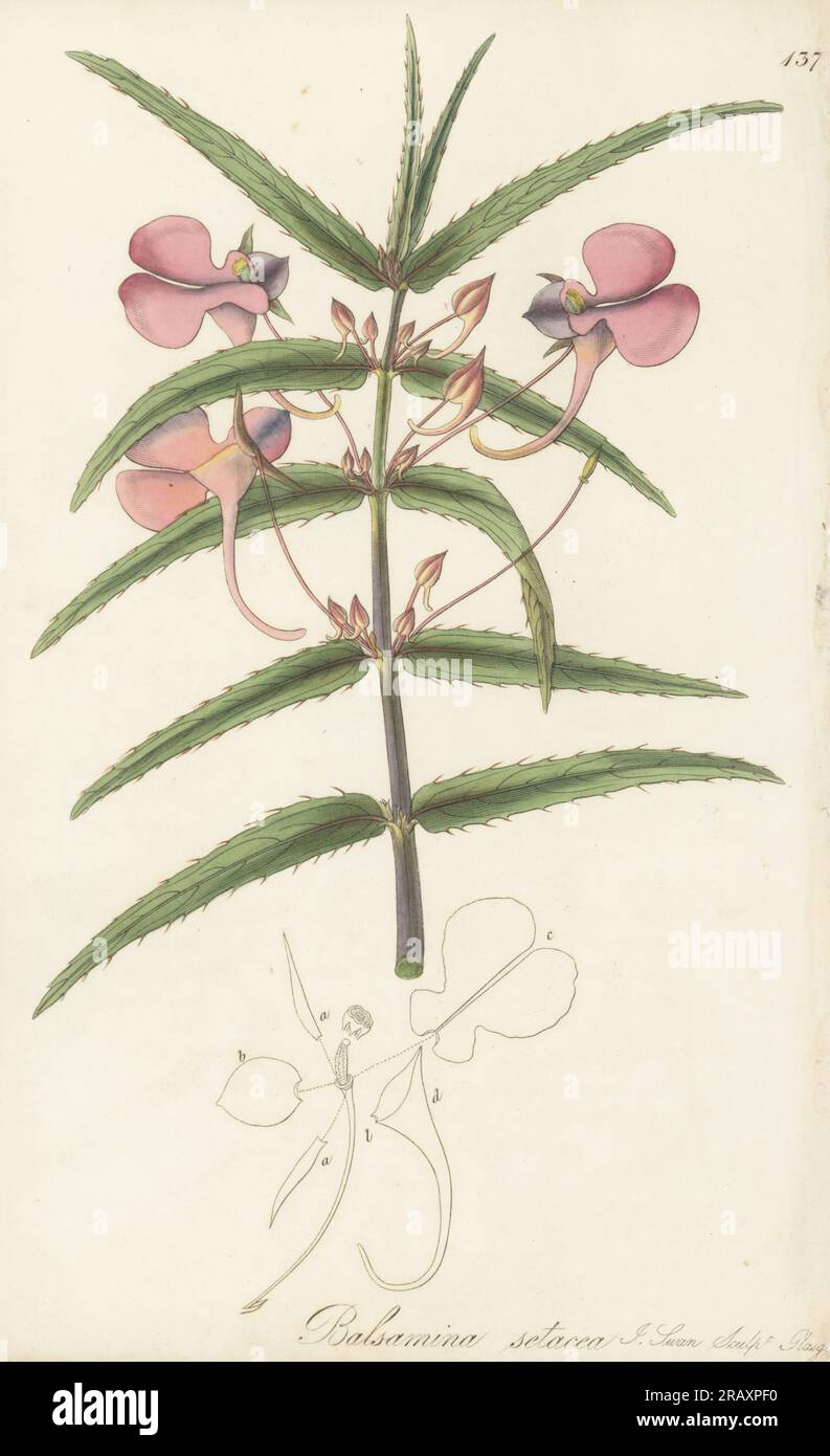 Chinese balsam, Impatiens chinensis. Bristle-leaved balsamina, Balsamina setacea. Sent from the Kerrera mountains north of Sylhet (Bangladesh), by English scholar and East India Company writer, Henry Thomas Colebrooke. Handcoloured copperplate engraving by Joseph Swan after a botanical illustration by William Jackson Hooker from his Exotic Flora, William Blackwood, Edinburgh, 1823-27. Stock Photo