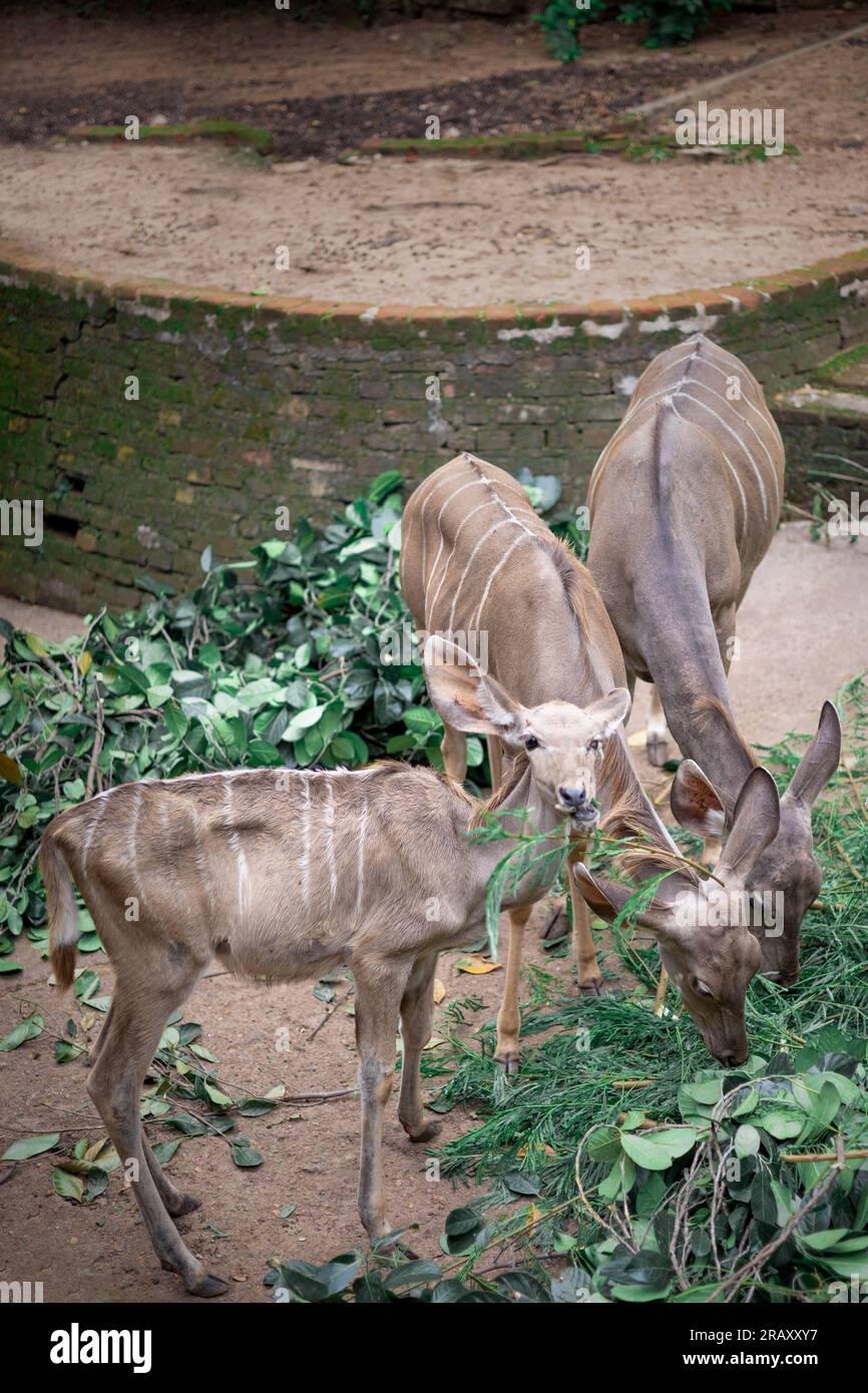 Female Lesser Kudu, Kudu, Greater kudu or kodoo, A magnificent mature female kudu bull, Side view, Eating food, landscape photography, 4k Wallpaper Stock Photo