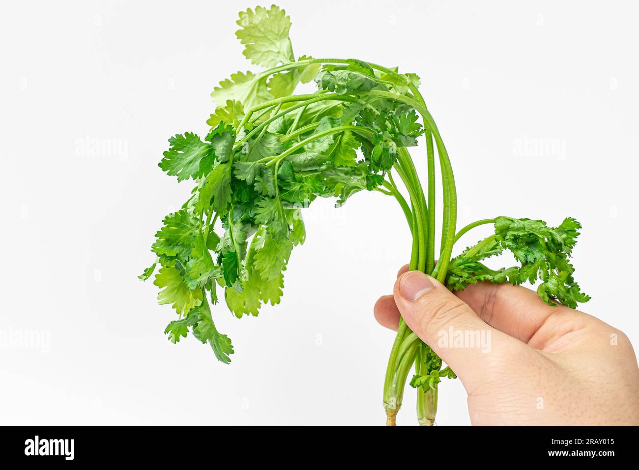 herbs with strong aroma. Herbs with strong taste. Commonly Used Spices