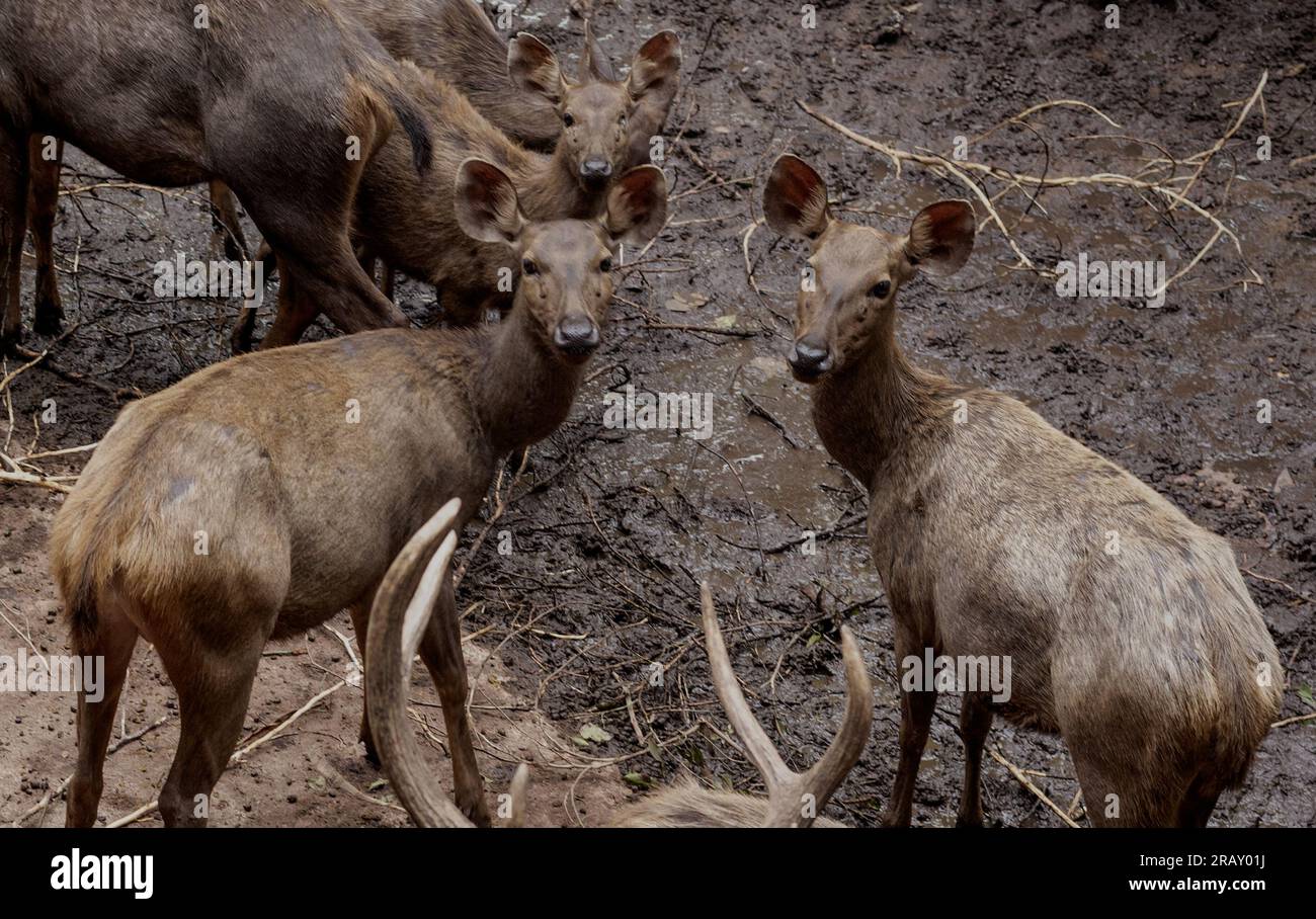 Pair of Bawean Deer (Axis kuhlii), Deer, deer without horn, Bawean deer landscape photography - Wallpaper 4k image Stock Photo
