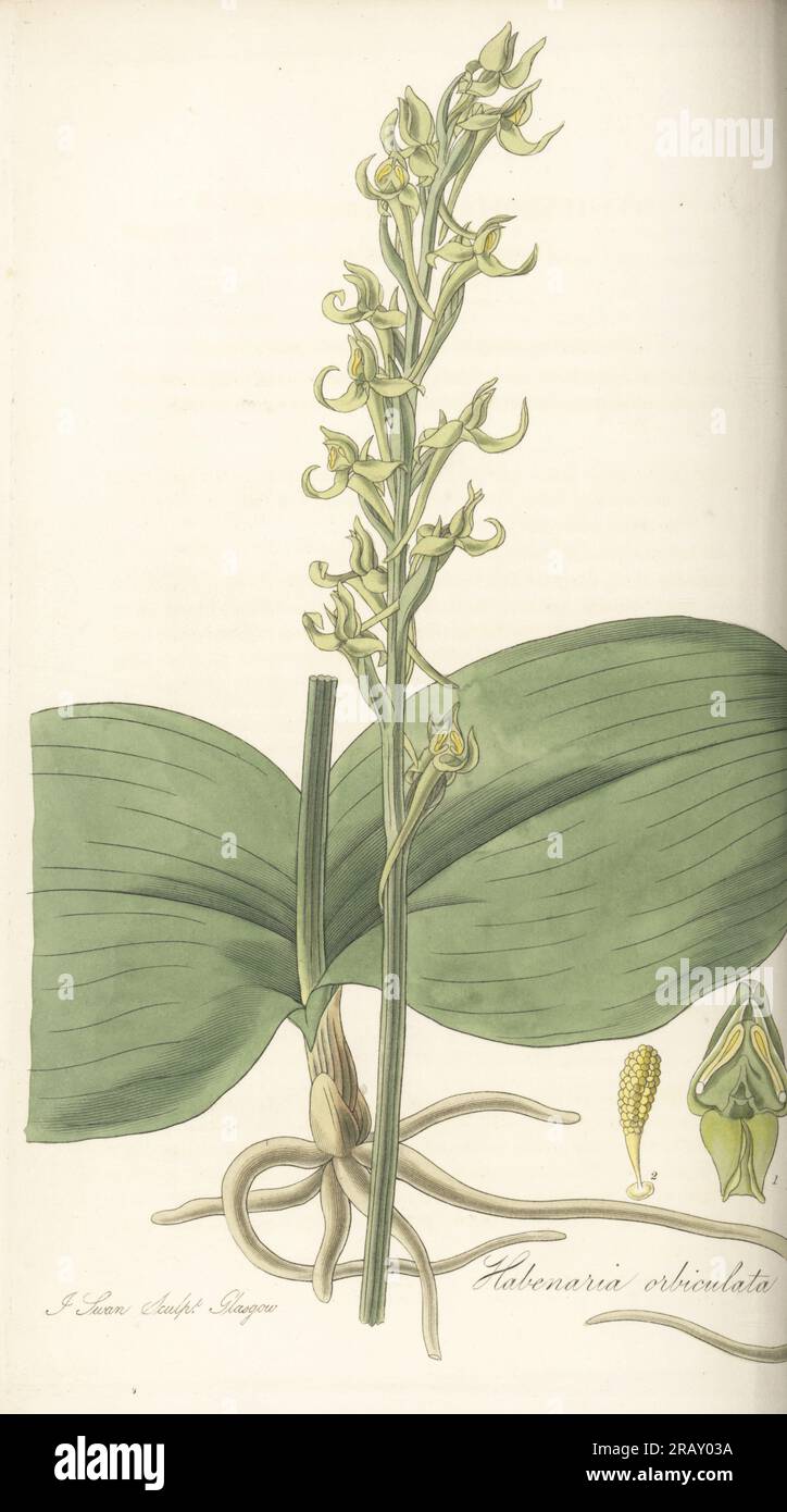 Round leaved orchid, Platanthera orbiculata. Native to North America and Canada, sent from Montreal by Scottish botanist Christian Ramsay, Countess of Dalhousie. Round-leaved habenaria, Habenaria orbiculata. Handcoloured copperplate engraving by Joseph Swan after a botanical illustration by William Jackson Hooker from his Exotic Flora, William Blackwood, Edinburgh, 1823-27. Stock Photo