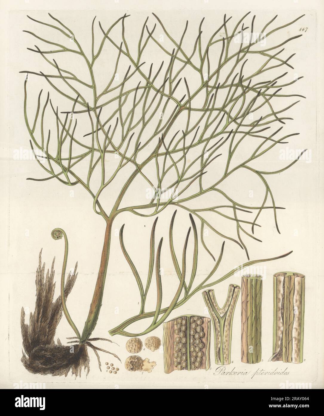 Floating antlerfern, Ceratopteris pteridoides. Aquatic fern found in fresh-water ditches in Essequibo (Dutch colony in Guyana) by C. S. Parker Esq. Pteris-like parkeria, Parkeria pteridoides. Handcoloured copperplate engraving by Joseph Swan after a botanical illustration by William Jackson Hooker from his Exotic Flora, William Blackwood, Edinburgh, 1823-27. Stock Photo