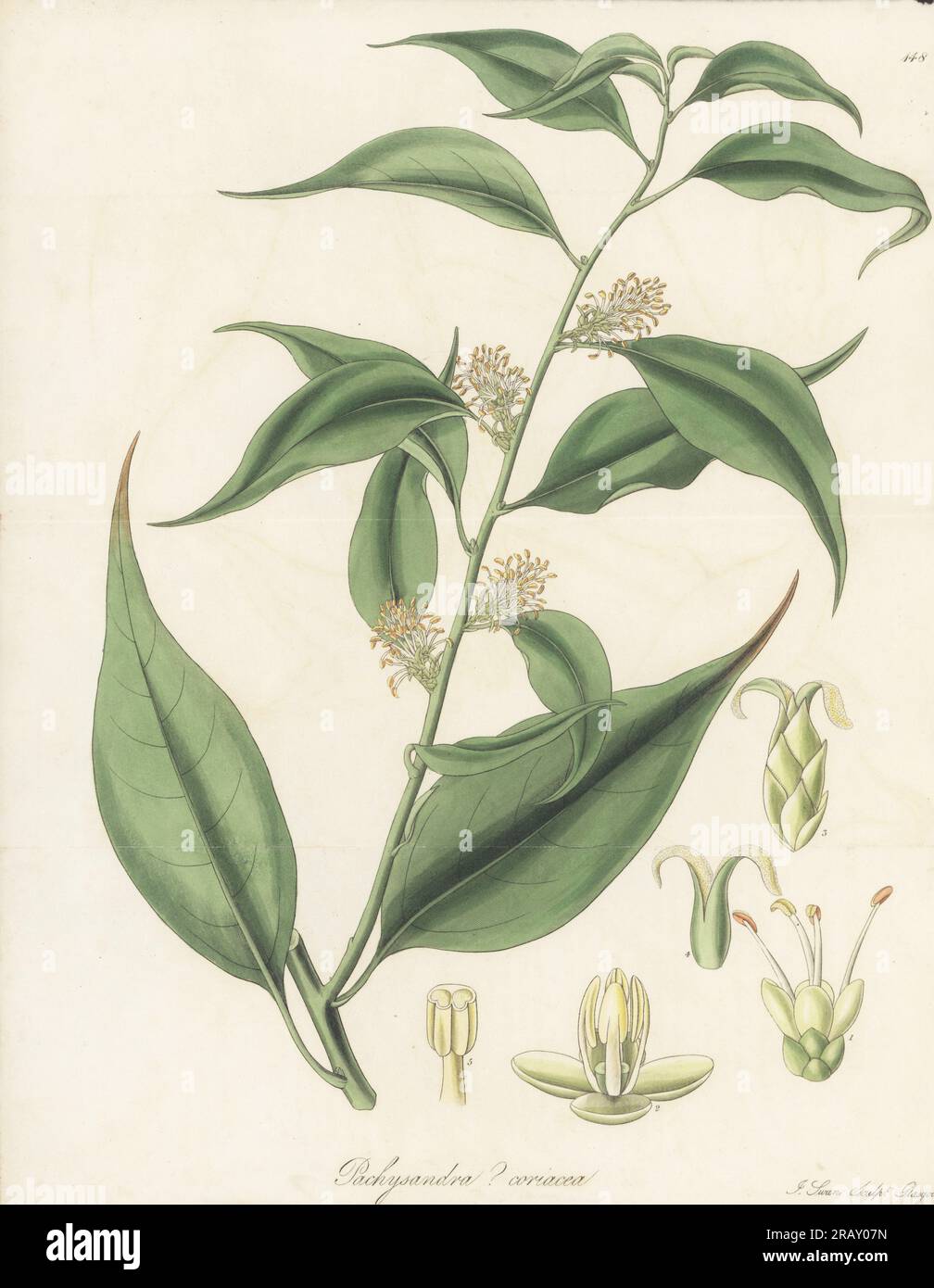 Sweet box or Christmas box, Sarcococca coriacea. Native to India, China and Indo-China, sent from Nepal by botanist Dr. Nathaniel Wallich. Nepaul pachysandra, Pachysandra? coriacea. Handcoloured copperplate engraving by Joseph Swan after a botanical illustration by William Jackson Hooker from his Exotic Flora, William Blackwood, Edinburgh, 1823-27. Stock Photo