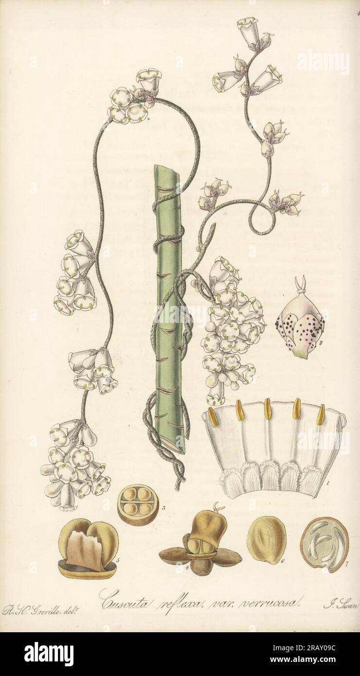 Giant dodder or ulan ulan, Cuscuta reflexa. Native to India and the Himalayas, found in Madras, Mysore and Coromandel coast by Anglo-Indian apothecary Dr. John Shortt. Warted East Indian dodder, Cuscuta reflexa var. verrucosa. Handcoloured copperplate engraving by Joseph Swan after a botanical illustration by Robert Kaye Greville from William Jackson Hooker's Exotic Flora, William Blackwood, Edinburgh, 1823-27. Stock Photo