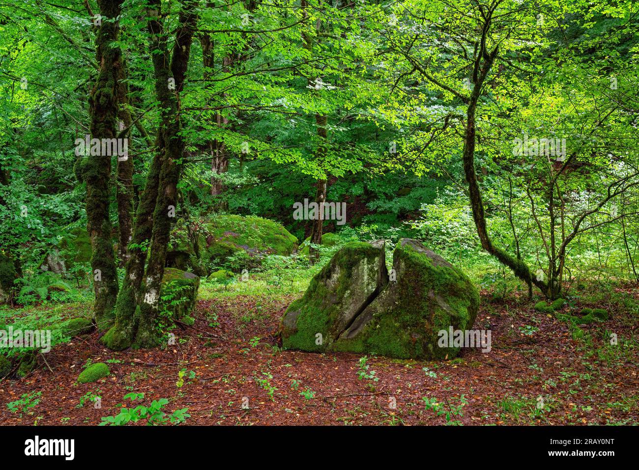 Huge cracked stone block covered with moss Stock Photo
