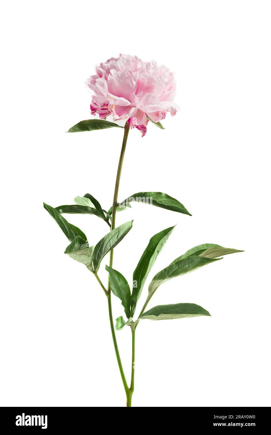 Pink peony flower isolated on white background Stock Photo - Alamy