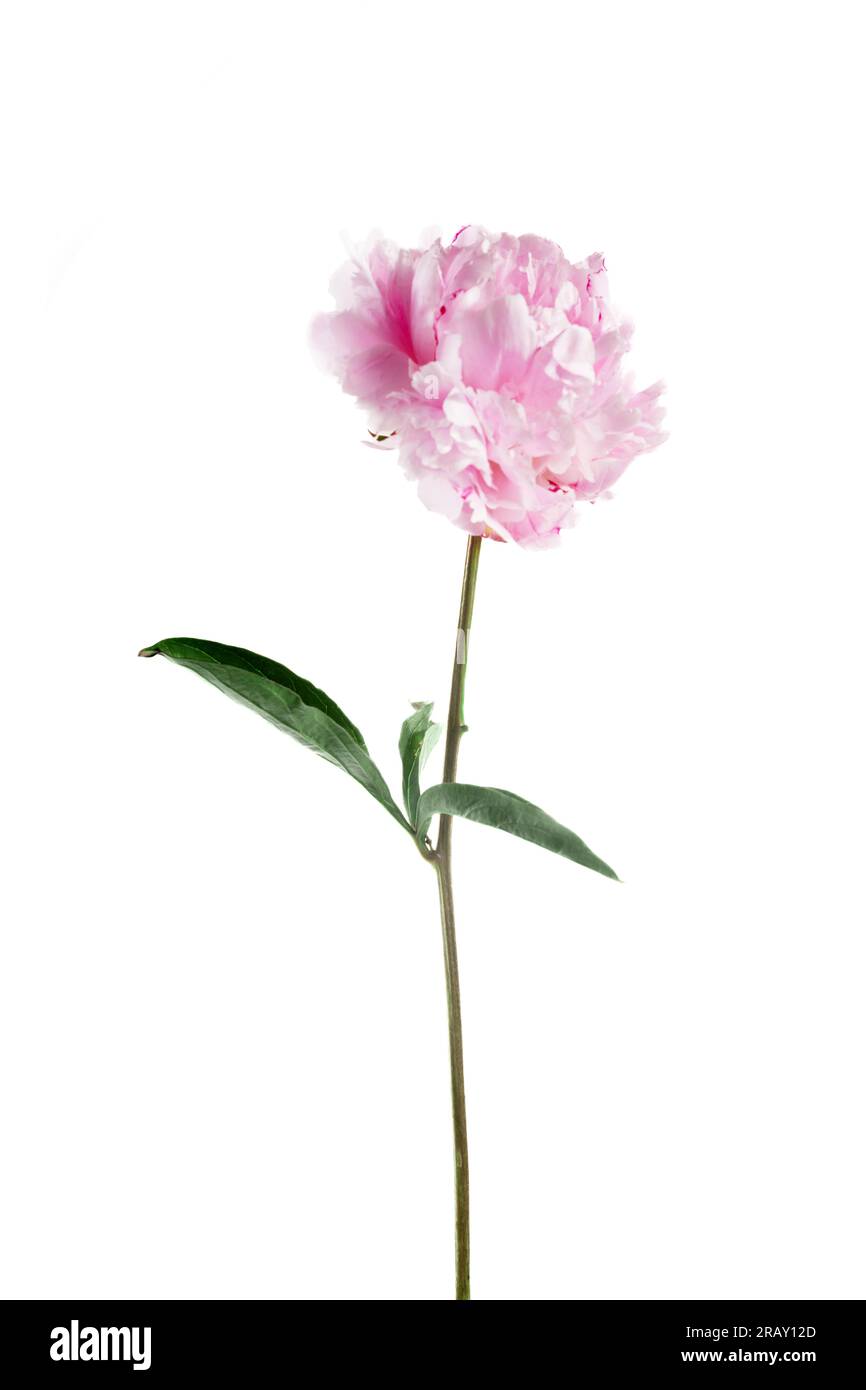 Pink peony flower isolated on white background Stock Photo - Alamy