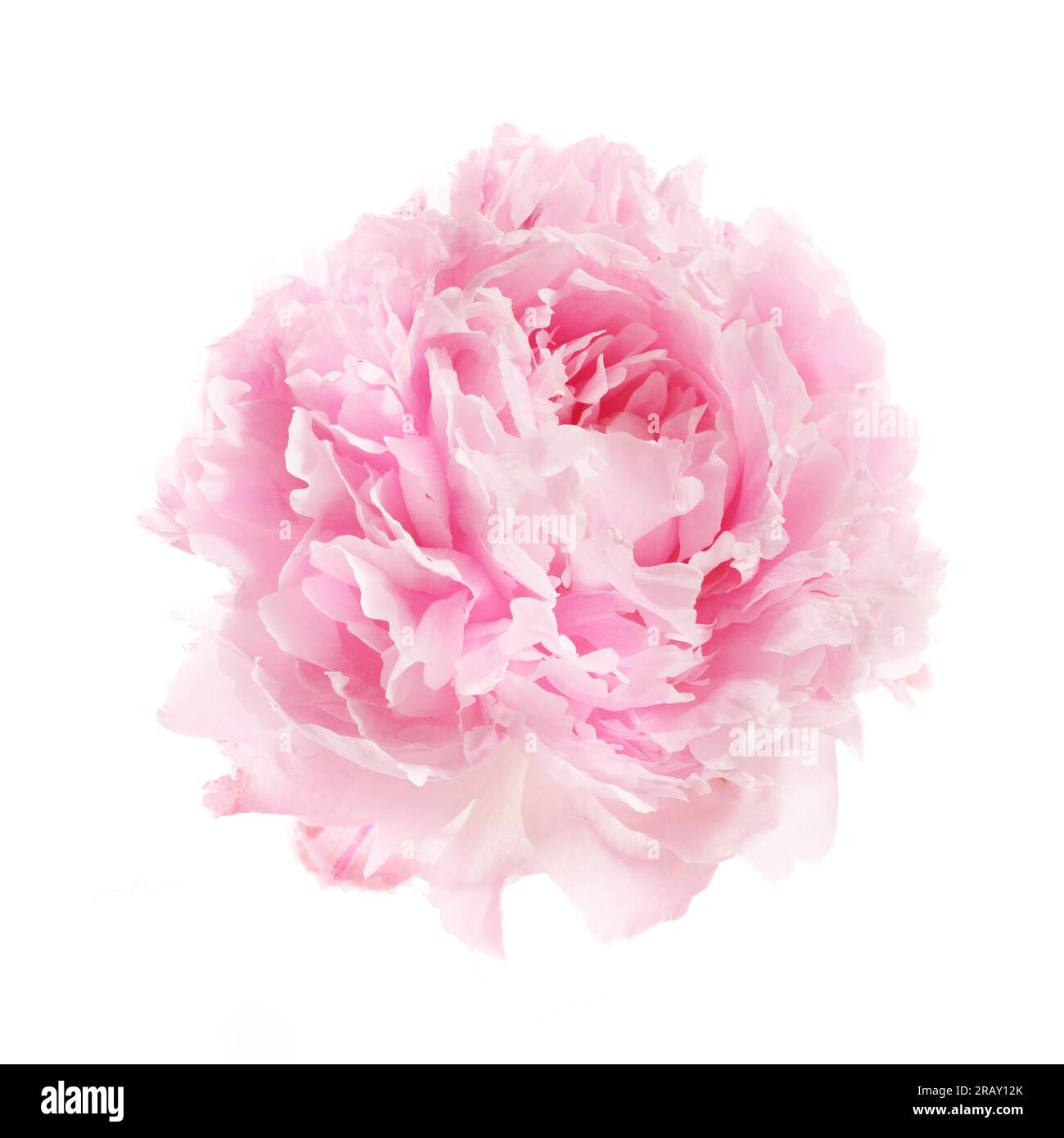 Pink peony flower isolated on white background Stock Photo - Alamy