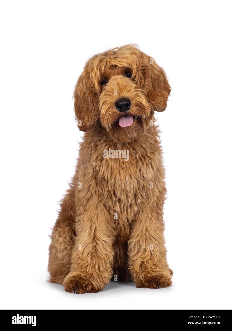 Adorable Labradoodle dog, sitting up facing front with tongue out ...