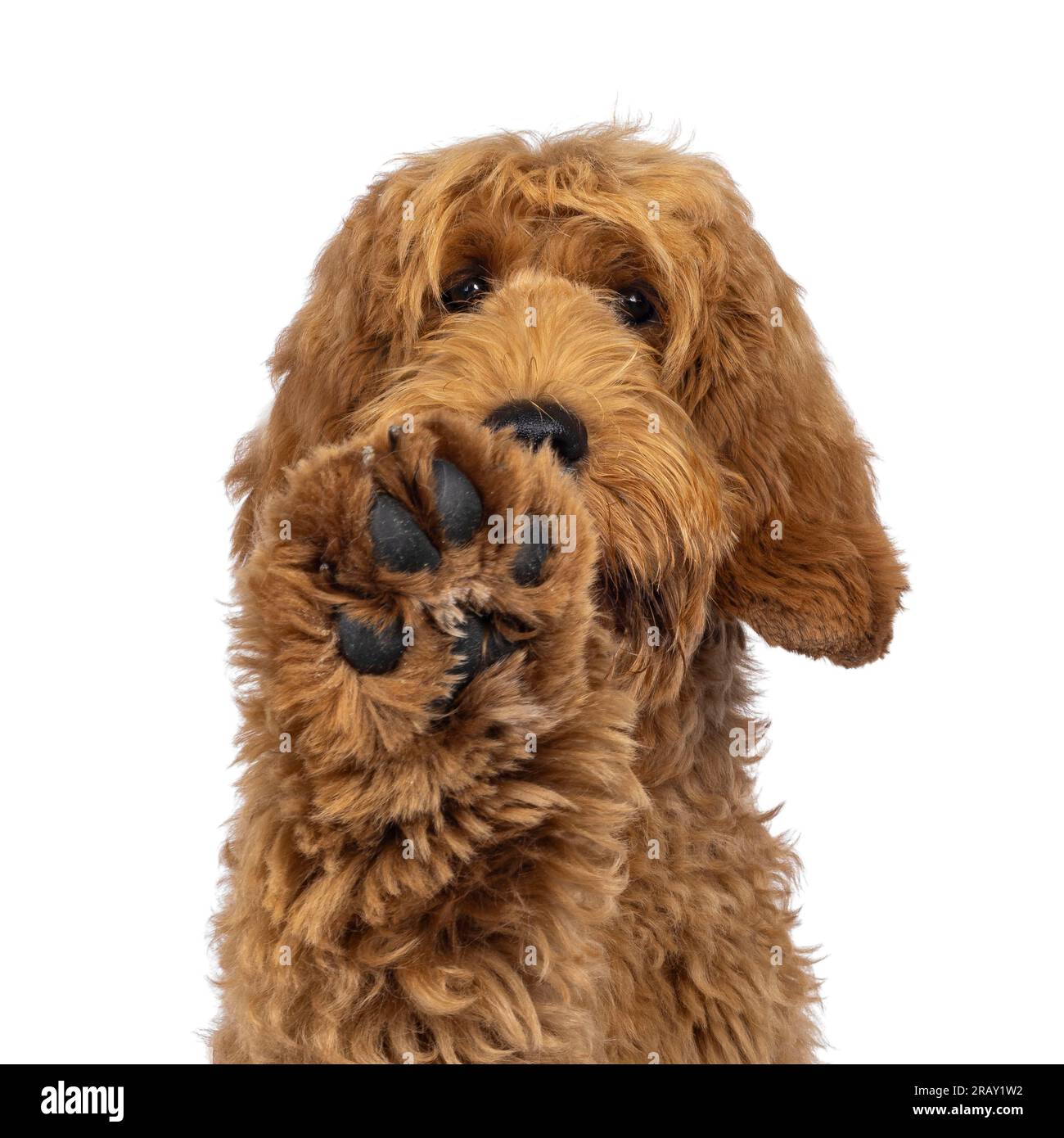 Head shot of adorable Labradoodle dog, paw high up doing high five. Isolated on a white background. Stock Photo