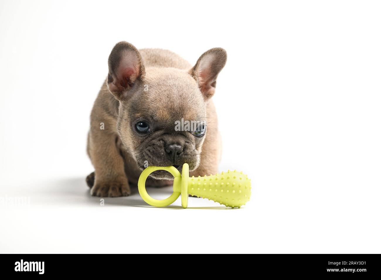 Funny and cute hotsell french bulldog puppies
