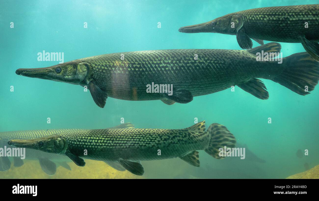 Alligator gar (Atractosteus spatula), Close up of alligator gar, Crocodile fish, Alligator gar fish in aquarium tank, 4k photography Stock Photo