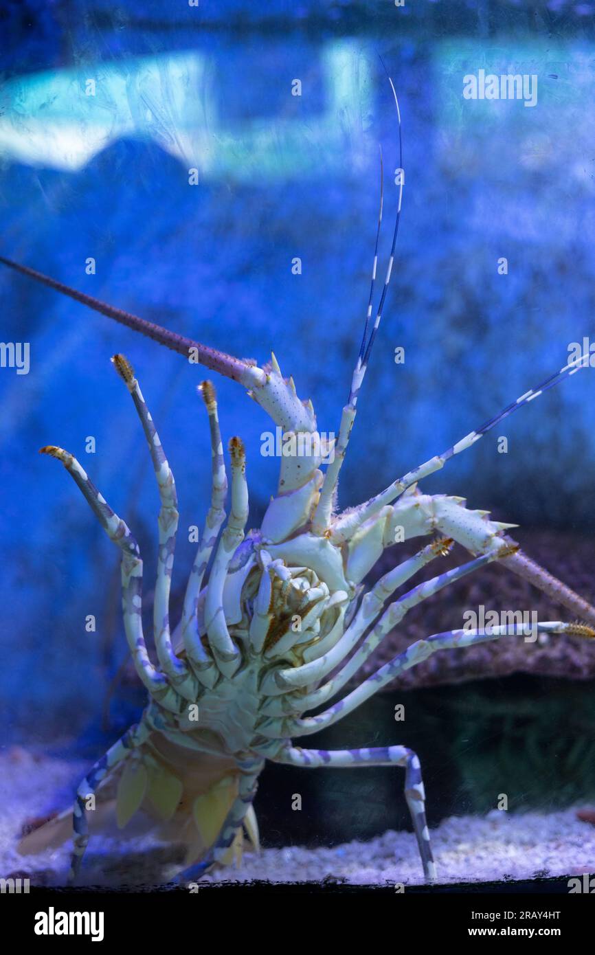 The caribbean spiny lobster, Panulirus argus. spiny lobster in the aquarium back view, Panulirus versicolor, A closeup of Panulirus versicolor animal Stock Photo