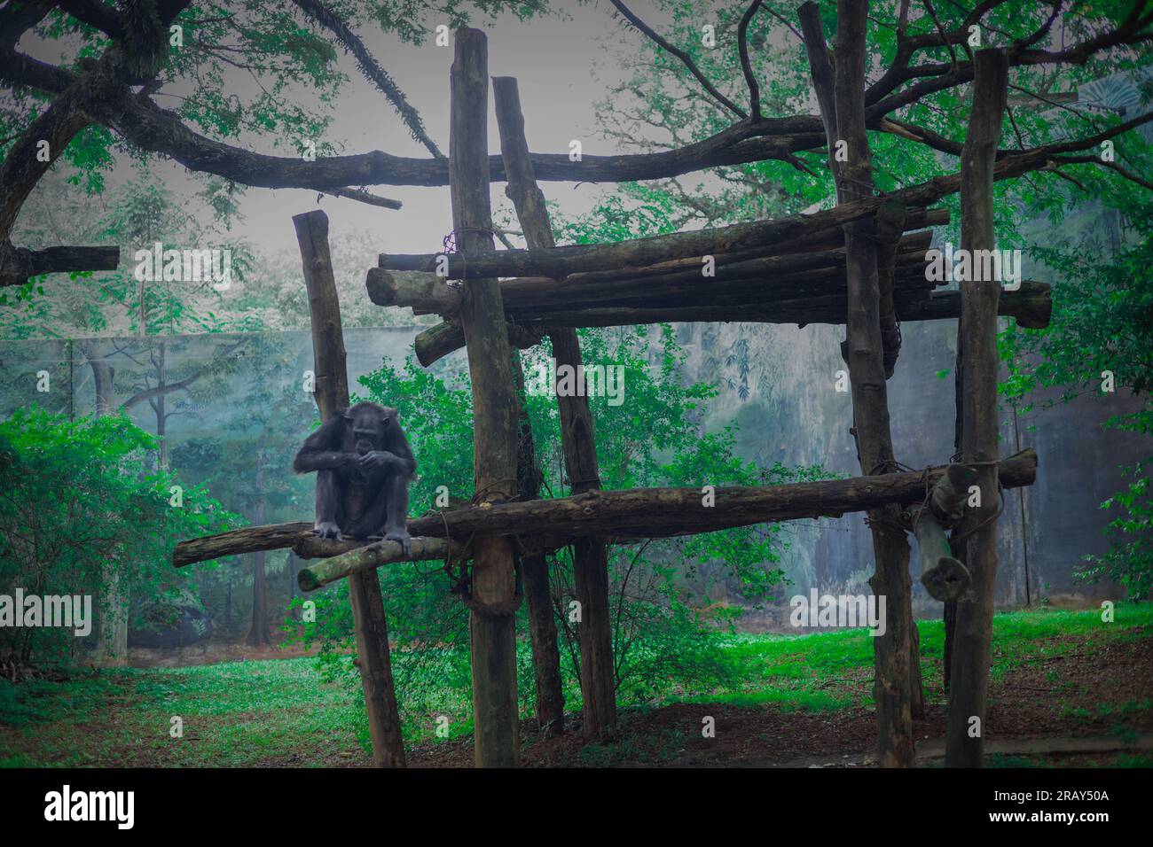 Chimpanzee sitting, Mature chimpanzee perches on a wood branch Stock Photo