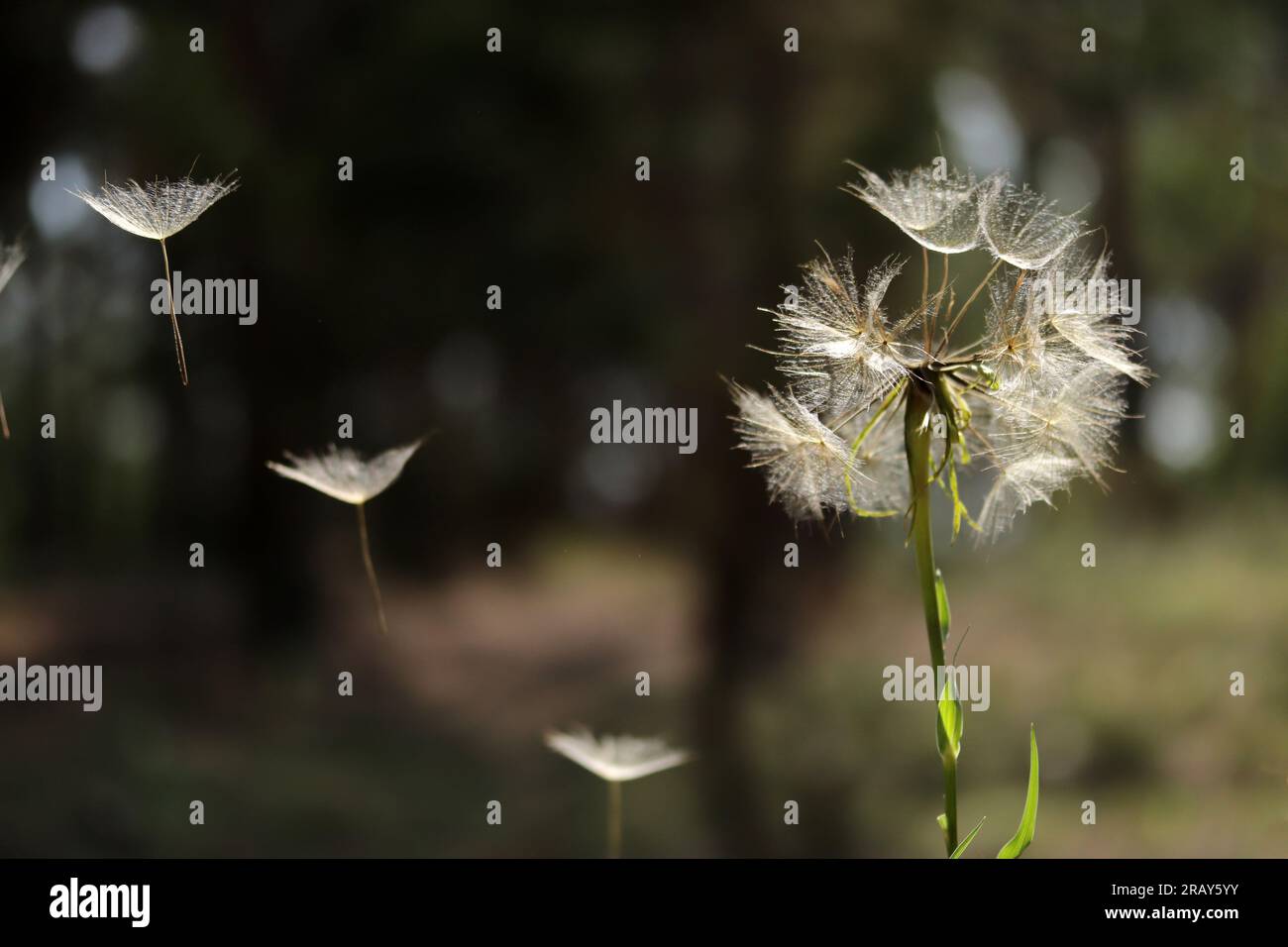 Dandelion seeds flying in nature. Stock Photo