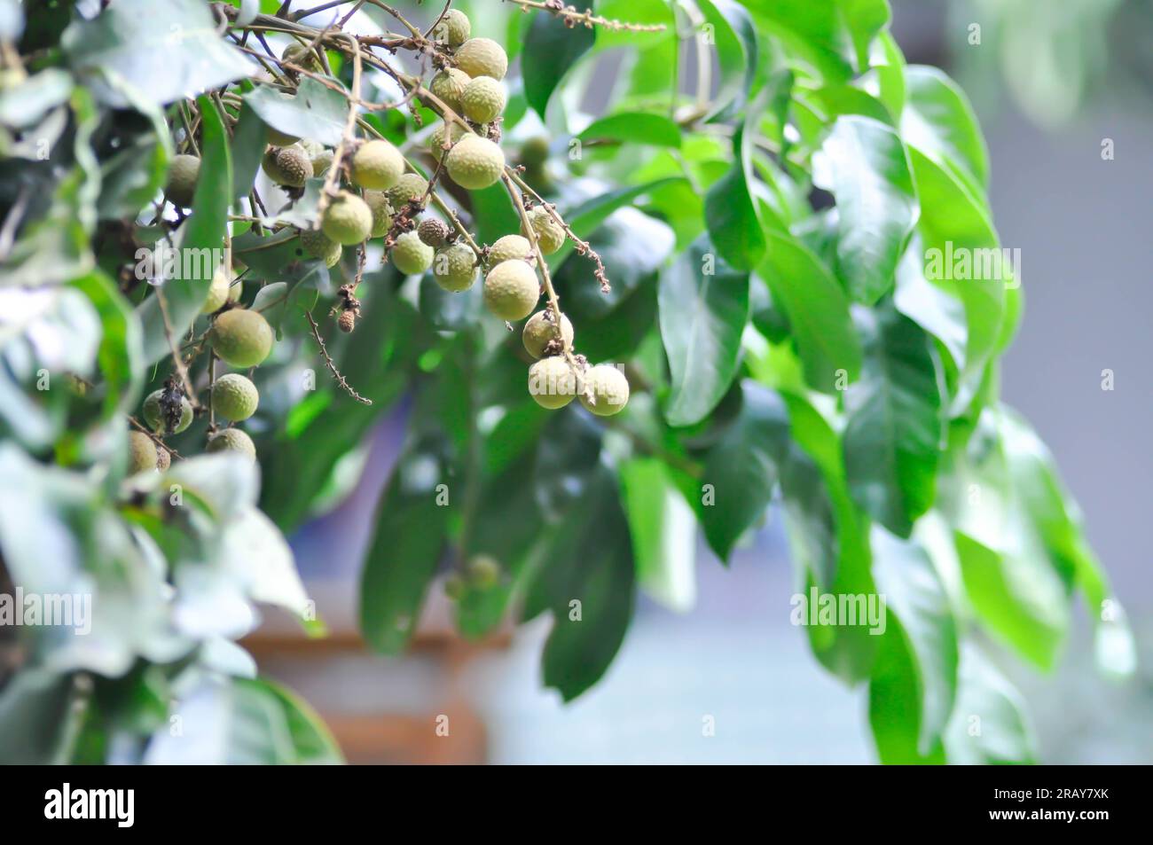 longan, thai fruit or Dimocarpus longan or longan tree in the orchard Stock Photo