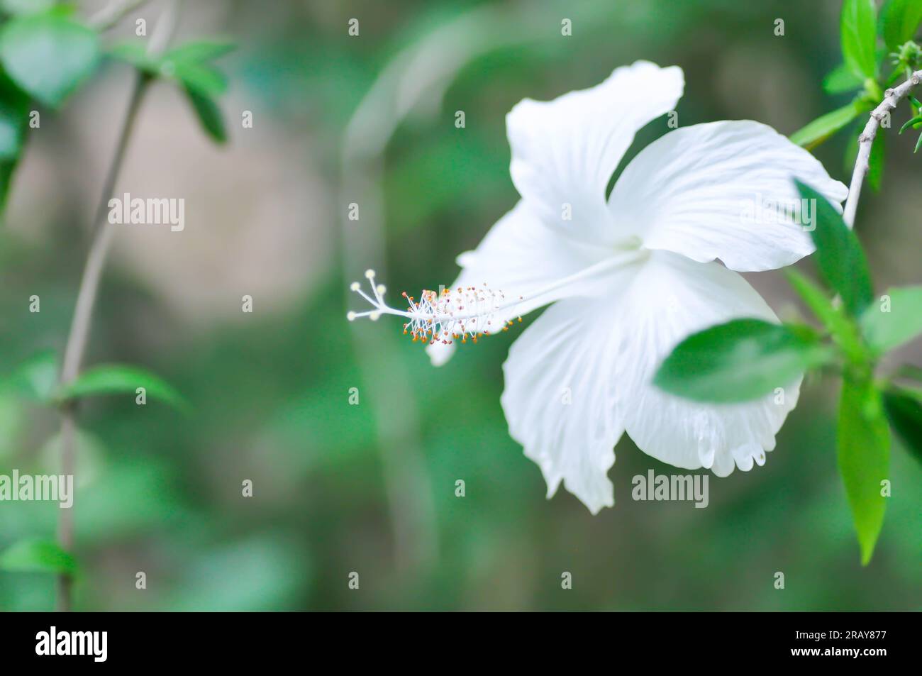 Chinese rose or Hibiscus or white flower Stock Photo