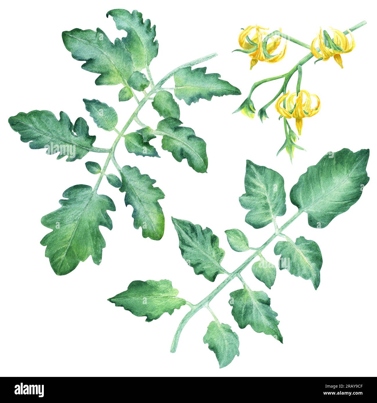 A set of tomato plant leaves and yellow flowers. Watercolor ...