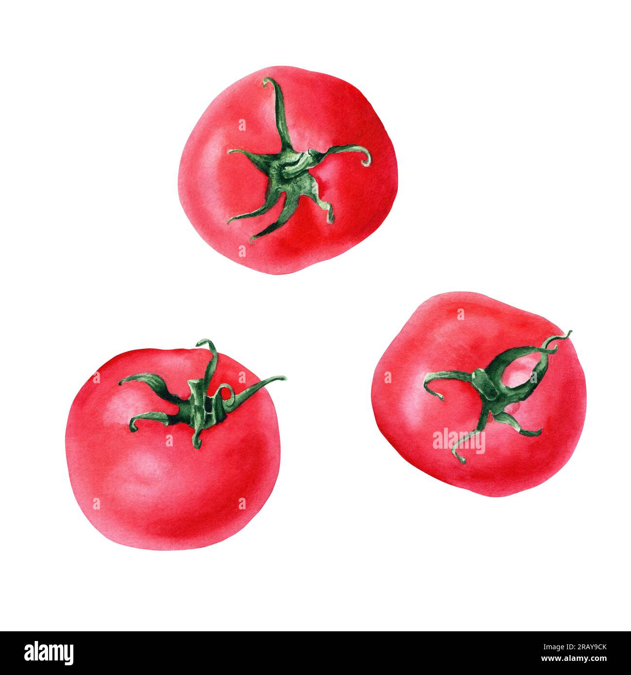 A set of red tomatoes. Watercolor illustration isolated on white ...