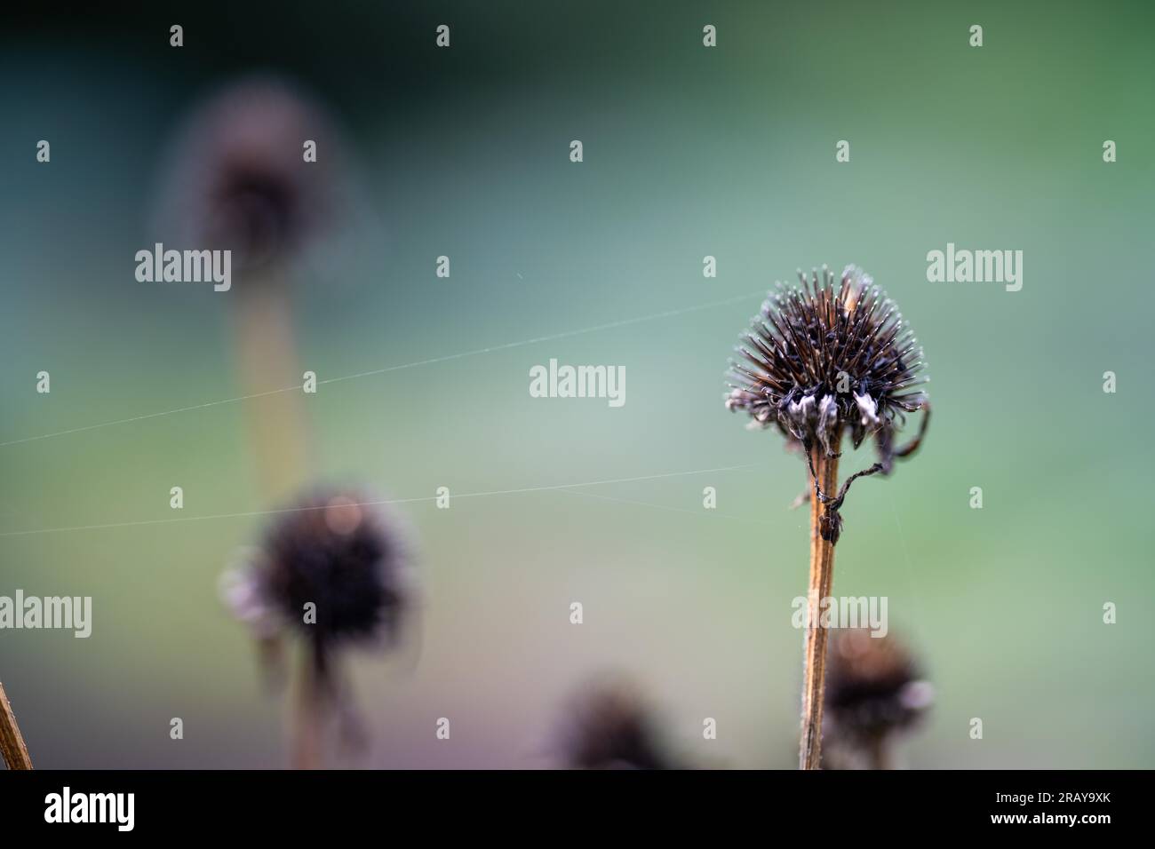Australia garden singapore hi-res stock photography and images - Alamy