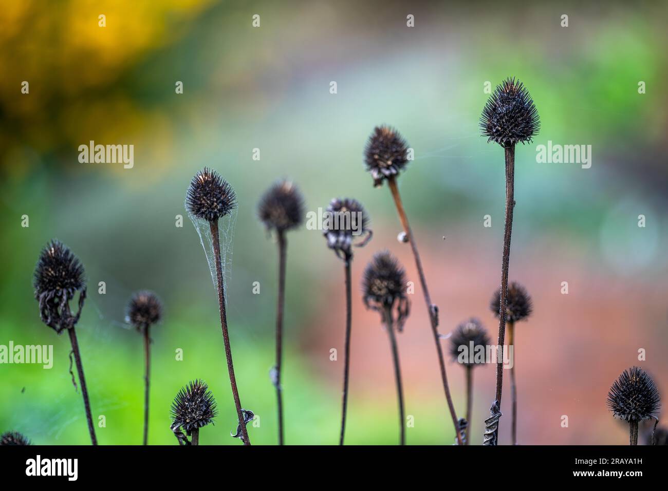 Australia garden singapore hi-res stock photography and images - Alamy